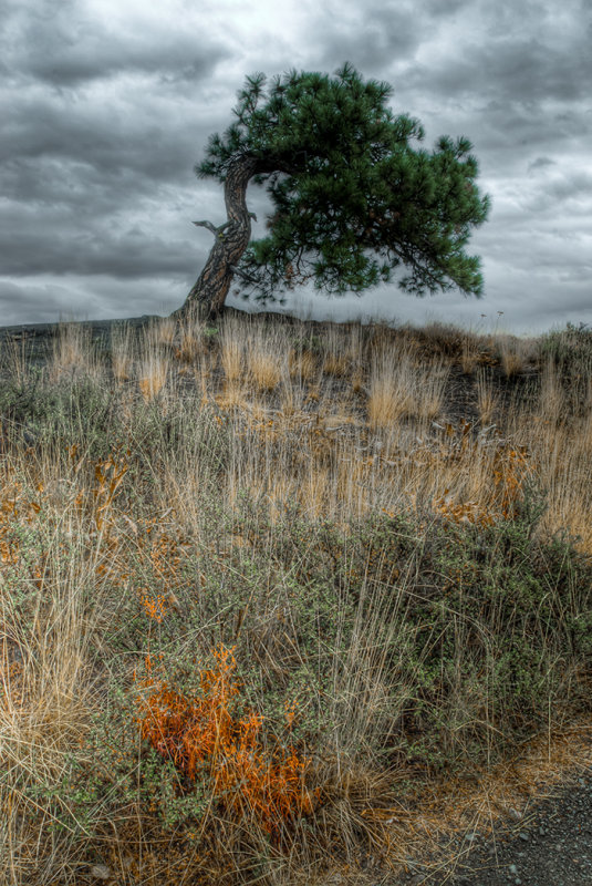 Windswept Ponderosa Pine - Winthrop, WA
