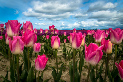 Tulips