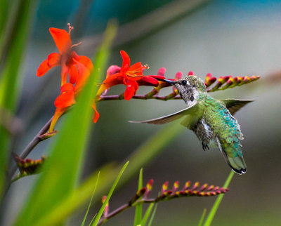 Ruby Throated Hummingbird (?)