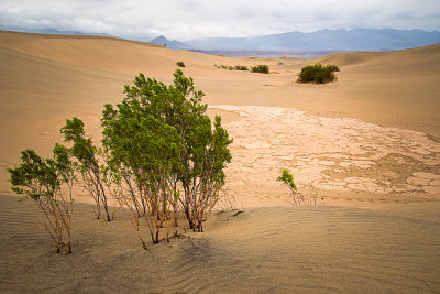Mesquite Dunes, Death Valley