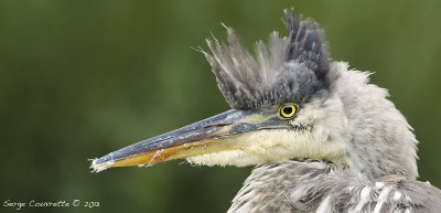 grand_heron