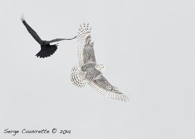 harfang_des_neiges