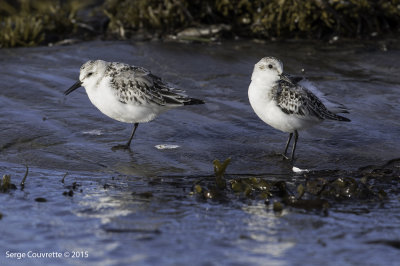 becasseau_sanderling