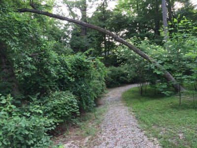 Arching tree on my daily walking path. 6.5.14