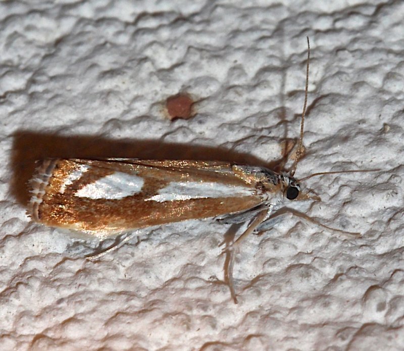 5408, Catoptria latiradiellus, Three-spotted Crambus