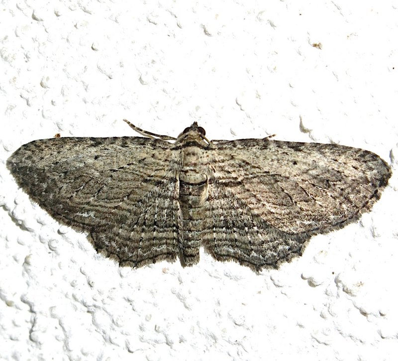 7445,  Horisme intestimata, Brown Bark Carpet 