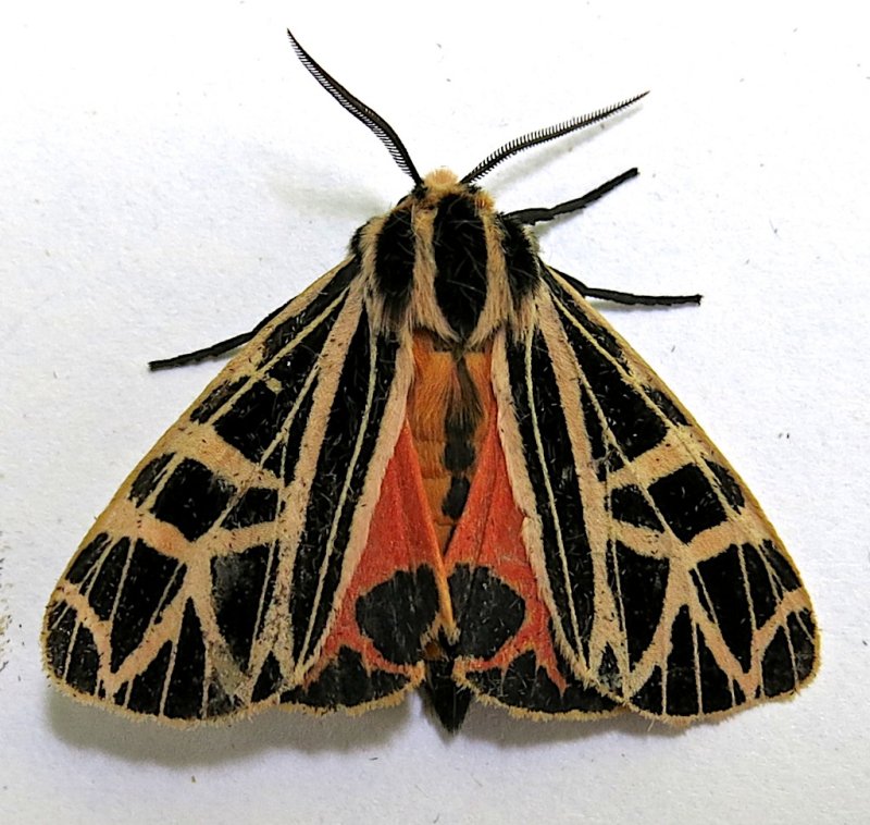 8196, Grammia parthenice, Parthenecie Tiger Moth