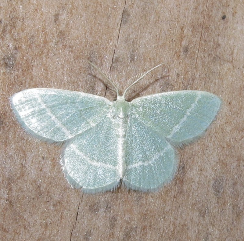 7071 Chlorochlamys chloroleucaria  Blackberry Looper