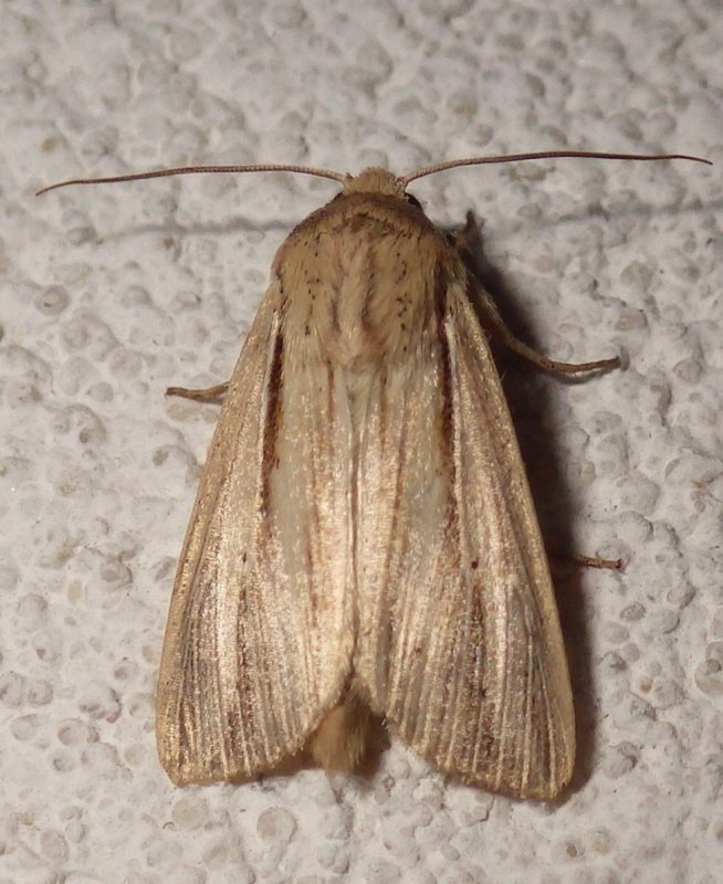 10456, Leucania adjuta, Adjutant Wainscot? 24 July