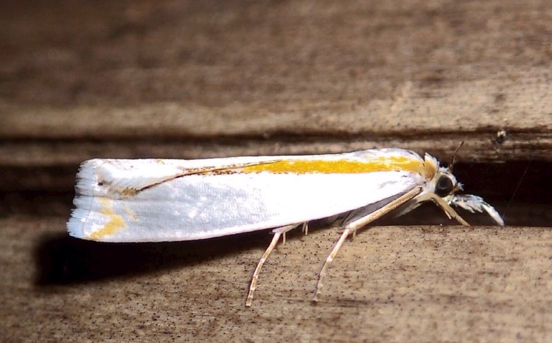  5349,  Crambus youngellus,  Youngs Grass-veneer 