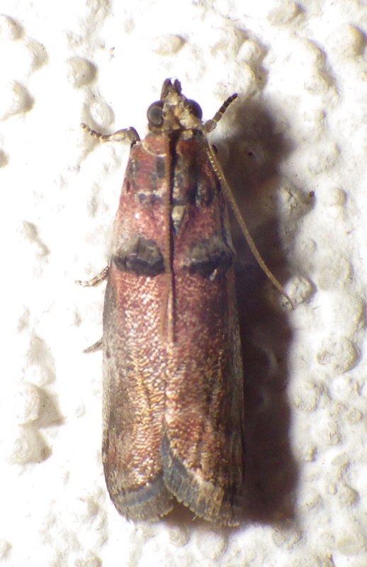 5669,  Acrobasis stigmella