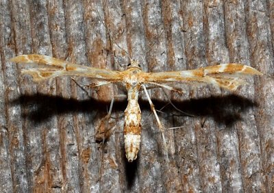  6091,  Geina periscelidactylus,  Grape Plume Moth 