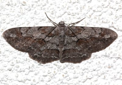 6582, Iridopsis vellivolata, Large Purplish Gray