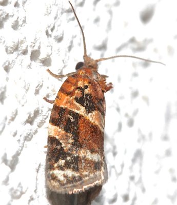 3597, Argyrotaenia velutinana, Red-banded Leafroller