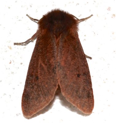 8156, Phragmatobia fuliginosa, Ruby Tiger Moth