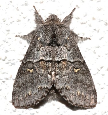 7933, Gluphisia  avimacula, Four-spotted Glyphisia