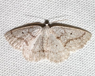 6668, Lomographa glomeraria, Gray Spring Moth