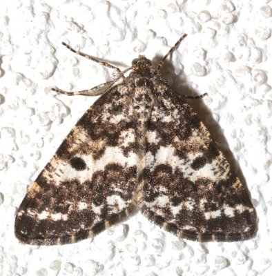 6639, Euphodonia discopilata, Sharp-lined Powder Moth  