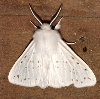 8134, Spilosoma congrua, Agreeable Tiger Moth