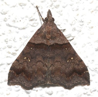8393, Lascoria ambigualis, Ambiguous Moth, female