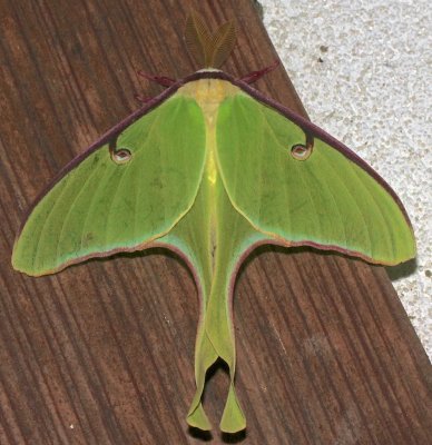 7758, Actias Luna  