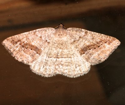 6807, Tacparia desertata, Pale Alder Moth
