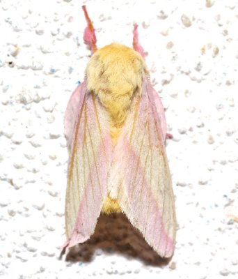7715, Dryocampa rubicunda, Rosy Maple Moth  