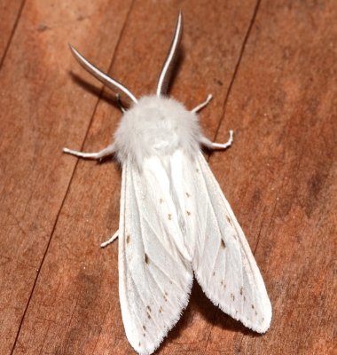 8137, Spilosoma virginica, Virginia Tiger Moth 