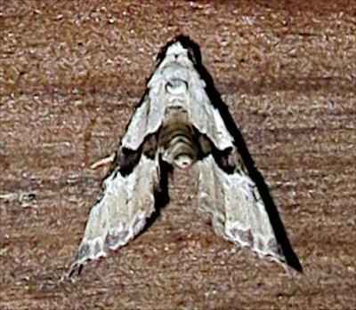 8440, Nigetta formosalis, Thin-winged Owlet