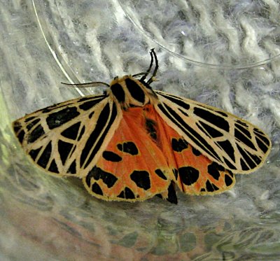 8197, Grammia virgo, Virgin Tiger  Moth