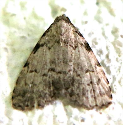 8427, Dyspyralis puncticosta, Spot-edged Dyspyralis 