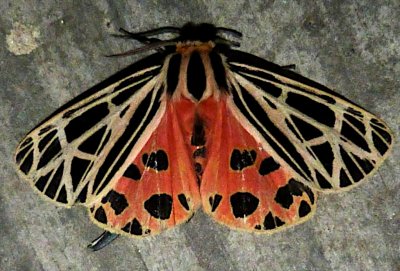 8197, Grammia virgo, Virgin Tiger Moth