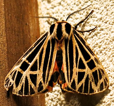 8197, Grammia virgo, Virgin Tiger Moth