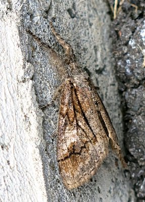 8302, Dasychira obliquata, Streaked Tussock Moth 