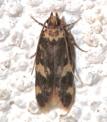 1134, Oegoconia quadripuncta, Four-spotted Yellowneck