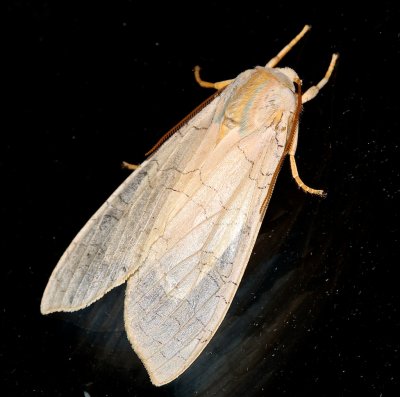 8203, Halysidota tessellaris, Banded Tussock Moth