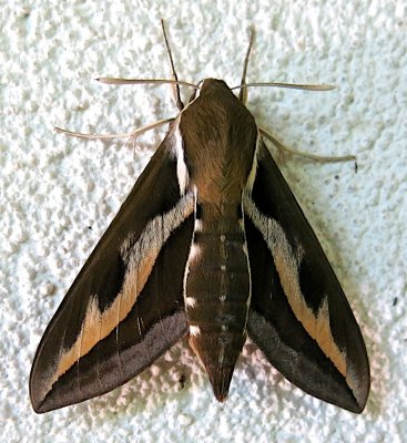 7893, Hyles gallii, Gallium Sphinx 