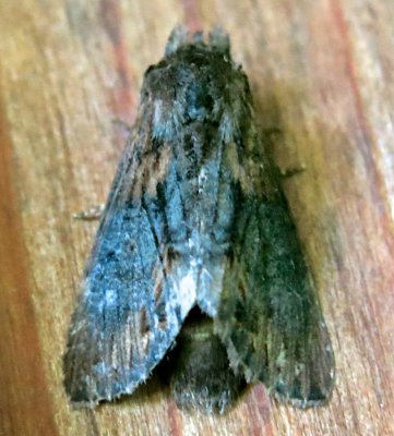 7958 ,Gray-patched Prominent