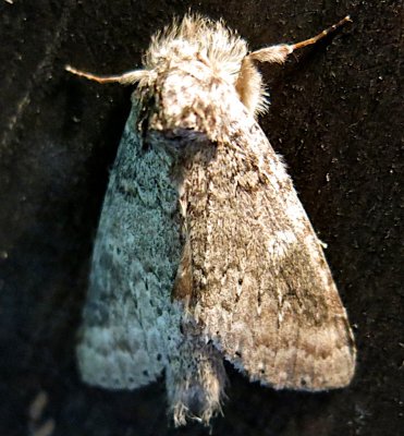 7998,, Lochmaeus manteo, Variable Oakleaf Caterpilllar Moth
