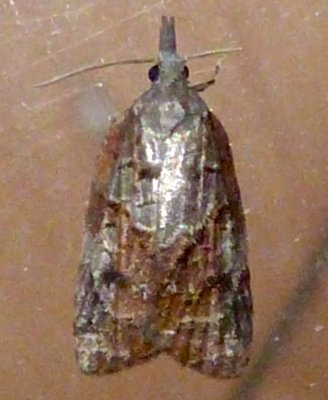 3740, Platynota idaeusalis, Tufted Apple Bud Moth