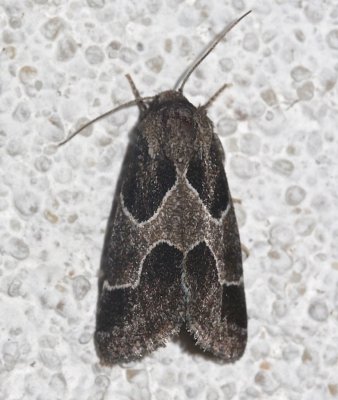 11135, Schinia rivulosa, Ragweed Flower Moth