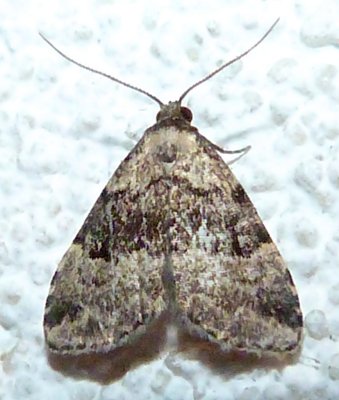 8426, Dyspyralis illocata, Visitation Moth