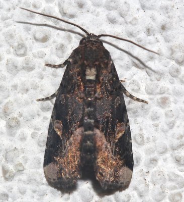 9057, Homophobaria apicosa, Black Wedge-spot