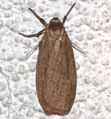 8045.1, Crambidia pallida,  Pale Lichen Moth