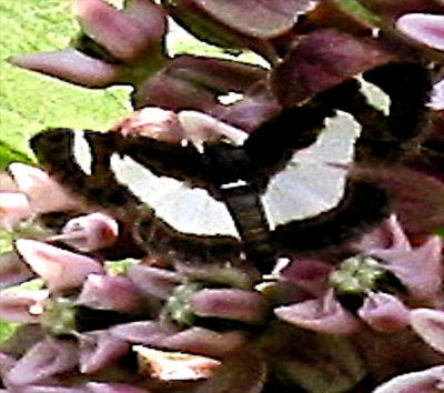 6261, Heliomata cycladata, Common Spring Moth