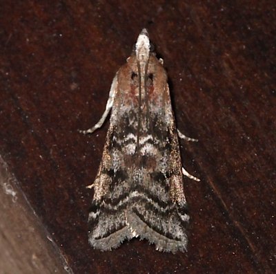 5841, Diorycitria abletvorella, Evergreen cone Worm Moth
