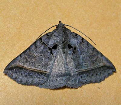 8747, Celiptera frustulum, Black Bit Moth