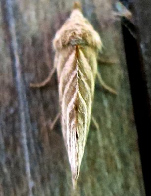 8536, Calyptra canadensis, Canadian Owlet