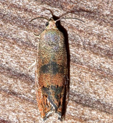 3494, Clydia latiferreana, Filbert Worm Moth