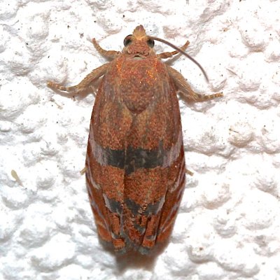3494, Clydia latiferreana, Filbert Worm Moth